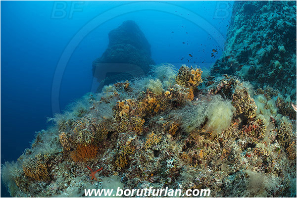 Island Susac, Croatia, Adriatic sea, Mediterranean sea, Reef, Rock
