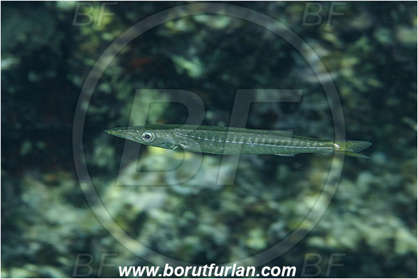 Island Susac, Croatia, Adriatic sea, Mediterranean sea, Sphyraena sphyraena, Sphyraena, Sphyraenidae, European barracuda, Barracuda, Fish, Juvenile