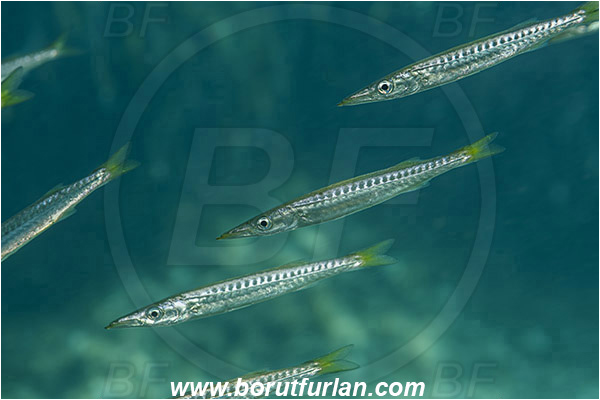 Island Susac, Croatia, Adriatic sea, Mediterranean sea, Sphyraena sphyraena, Sphyraena, Sphyraenidae, European barracuda, Barracuda, Fish, Juvenile