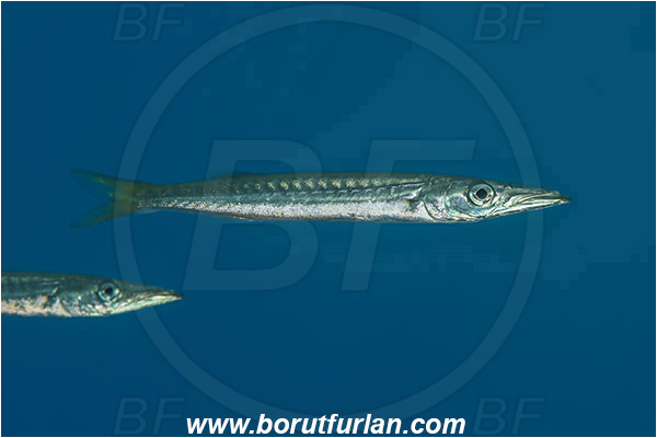 Island Susac, Croatia, Adriatic sea, Mediterranean sea, Sphyraena sphyraena, Sphyraena, Sphyraenidae, European barracuda, Barracuda, Fish, Juvenile