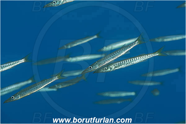 Island Susac, Croatia, Adriatic sea, Mediterranean sea, Sphyraena sphyraena, Sphyraena, Sphyraenidae, European barracuda, Barracuda, Fish, Juvenile, Fish school