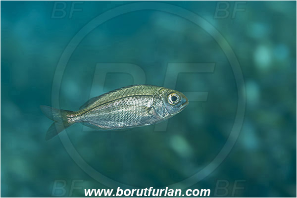 Island Susac, Croatia, Adriatic sea, Mediterranean sea, Boops boops, Boops, Sparidae, Bogue, Seabream, Fish, Juvenile
