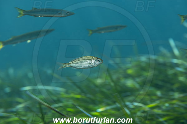 Island Susac, Croatia, Adriatic sea, Mediterranean sea, Boops boops, Boops, Sparidae, Bogue, Seabream, Fish, Juvenile
