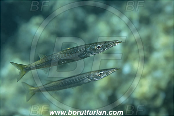 Island Susac, Croatia, Adriatic sea, Mediterranean sea, Sphyraena sphyraena, Sphyraena, Sphyraenidae, European barracuda, Barracuda, Fish, Juvenile