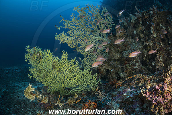 Island Lastovo, Croatia, Adriatic sea, Mediterranean sea, Reef, Savalia savaglia, Savalia, Mediterranean Gold Coral, False Mediterranean Black Coral, Sea fan, Coral, Anthozoa, Cnidaria, Cnidarian
