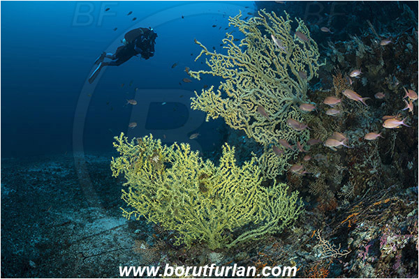 Island Lastovo, Croatia, Adriatic sea, Mediterranean sea, Reef, Savalia savaglia, Savalia, Mediterranean Gold Coral, False Mediterranean Black Coral, Sea fan, Coral, Anthozoa, Cnidaria, Cnidarian, Diver