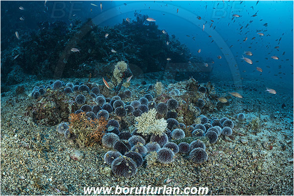 Island Lastovo, Croatia, Adriatic sea, Mediterranean sea, Sphaerechinus granularis, Sphaerechinus, Toxopneustidae, Purple Sea Urchin, Sea Urchin, Echinoidea, Echinodermata, Echinoderm, Group, Mating, Reef