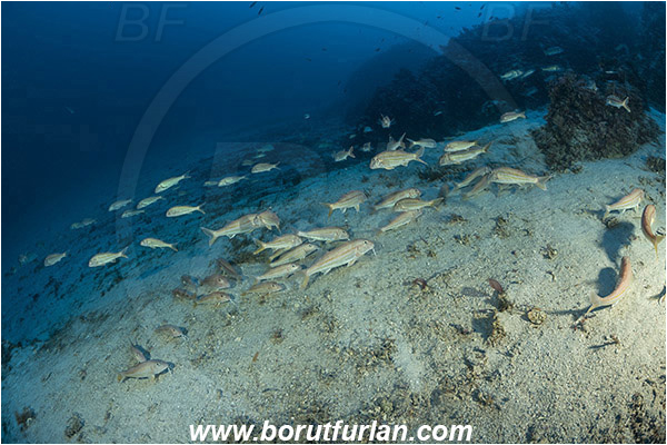 Island Lastovo, Croatia, Adriatic sea, Mediterranean sea, Mullus surmuletus, Mullus, Mullidae, Striped red mullet, Mullet, Goatfish, Fish, Fish school, Reef