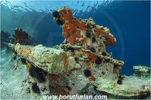 Island Lastovo, Croatia, Adriatic sea, Mediterranean sea, Reef, Rocks, Red sponge