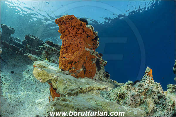 Island Lastovo, Croatia, Adriatic sea, Mediterranean sea, Reef, Rocks, Red sponge