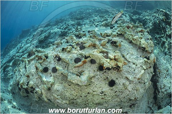 Island Lastovo, Croatia, Adriatic sea, Mediterranean sea, Reef, Rocks, Petrified tree