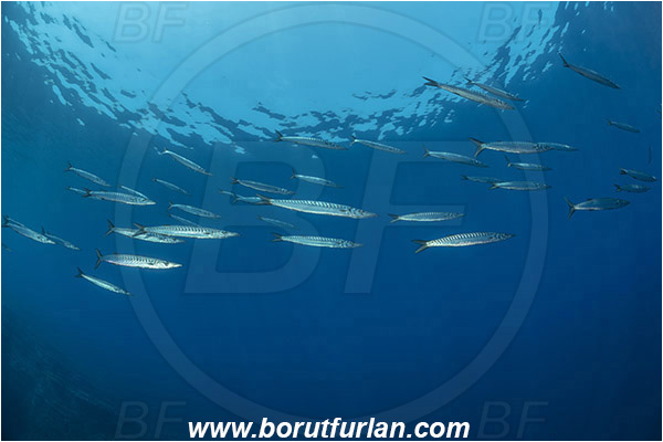 Island Lastovo, Croatia, Adriatic sea, Mediterranean sea, Sphyraena sphyraena, Sphyraena, Sphyraenidae, European barracuda, Barracuda, Fish, Fish school