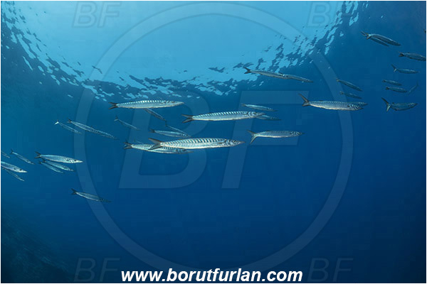 Island Lastovo, Croatia, Adriatic sea, Mediterranean sea, Sphyraena sphyraena, Sphyraena, Sphyraenidae, European barracuda, Barracuda, Fish, Fish school