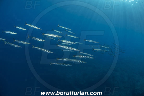 Island Lastovo, Croatia, Adriatic sea, Mediterranean sea, Sphyraena sphyraena, Sphyraena, Sphyraenidae, European barracuda, Barracuda, Fish, Fish school