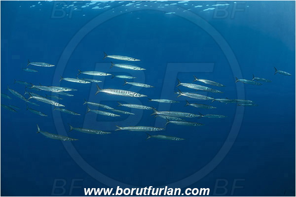 Island Lastovo, Croatia, Adriatic sea, Mediterranean sea, Sphyraena sphyraena, Sphyraena, Sphyraenidae, European barracuda, Barracuda, Fish, Fish school