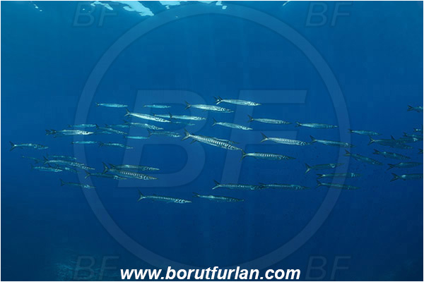 Island Lastovo, Croatia, Adriatic sea, Mediterranean sea, Sphyraena sphyraena, Sphyraena, Sphyraenidae, European barracuda, Barracuda, Fish, Fish school
