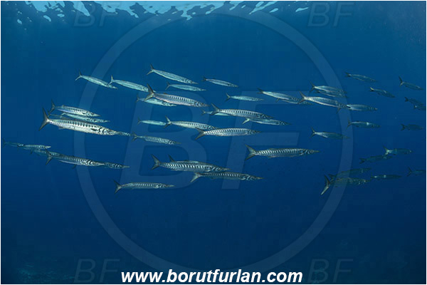 Island Lastovo, Croatia, Adriatic sea, Mediterranean sea, Sphyraena sphyraena, Sphyraena, Sphyraenidae, European barracuda, Barracuda, Fish, Fish school