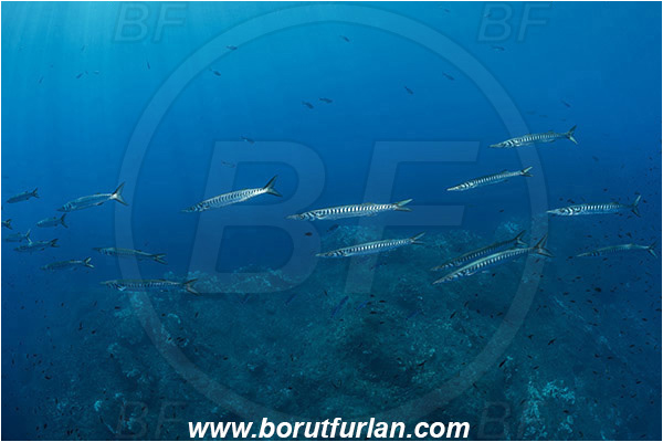 Island Lastovo, Croatia, Adriatic sea, Mediterranean sea, Sphyraena sphyraena, Sphyraena, Sphyraenidae, European barracuda, Barracuda, Fish, Fish school, Reef