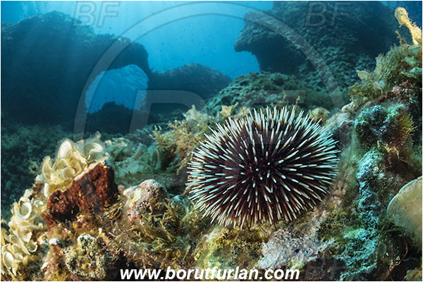 Island Susac, Croatia, Adriatic sea, Mediterranean sea, Sphaerechinus granularis, Sphaerechinus, Toxopneustidae, Purple Sea Urchin, Sea Urchin, Echinoidea, Echinodermata, Echinoderm, Reef, Window