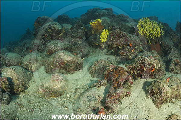 Island Pag, Croatia, Adriatic sea, Mediterranean sea, Amphora, Amphorae, A bunch of amphorae