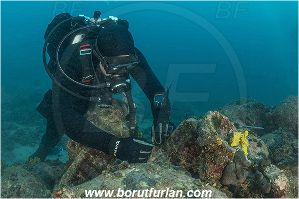 Island Pag, Croatia, Adriatic sea, Mediterranean sea, Amphora, Amphorae, A bunch of amphorae, Diver, Underwater archaeologist, Underwater archaeologist at work