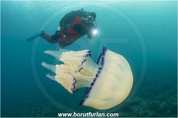 Piran, Slovenia, Adriatic sea, Mediterranean sea, Rhizostoma pulmo, Rhizostoma, Rhizostomatidae, Scyphozoa, Cnidaria, Cnidarian, Barrel jellyfish, Jellyfish, Diver