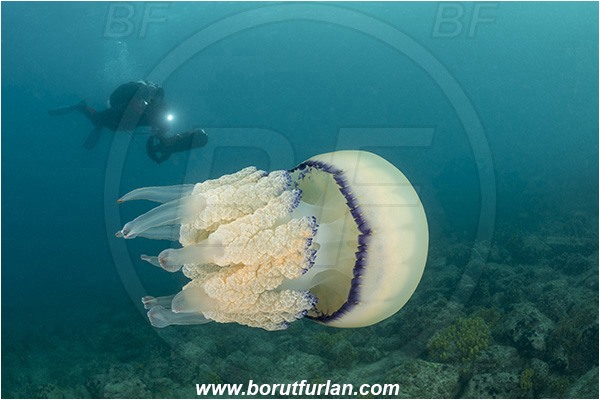 Piran, Slovenia, Adriatic sea, Mediterranean sea, Rhizostoma pulmo, Rhizostoma, Rhizostomatidae, Scyphozoa, Cnidaria, Cnidarian, Barrel jellyfish, Jellyfish, Diver, Underwater scooter