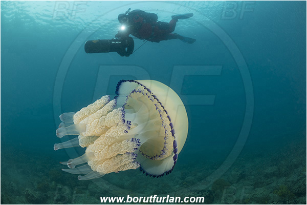 Piran, Slovenia, Adriatic sea, Mediterranean sea, Rhizostoma pulmo, Rhizostoma, Rhizostomatidae, Scyphozoa, Cnidaria, Cnidarian, Barrel jellyfish, Jellyfish, Diver, Underwater scooter