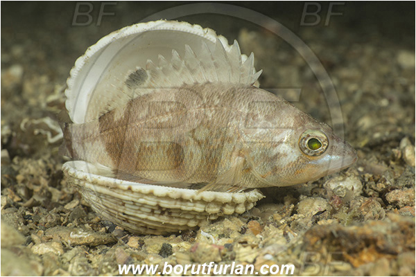 Piran, Slovenia, Adriatic sea, Mediterranean sea, Serranus hepatus, Serranus, Serranidae, Brown comber, Fish, Fish in a shell