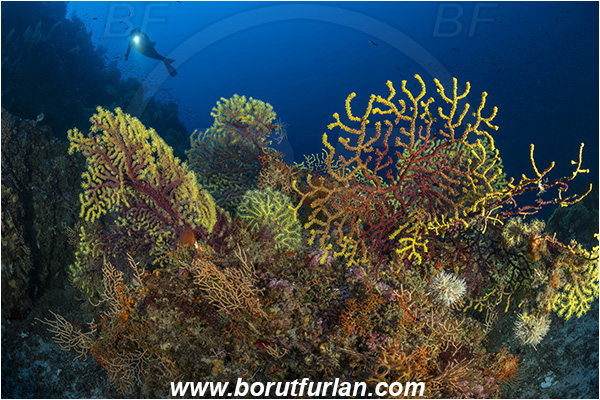 Island Susac, Croatia, Adriatic sea, Mediterranean sea, Paramuricea clavata, Paramuricea, Plexauridae, Mediterranean gorgonian, Sea fan, Coral, Cnidaria, Cnidarian, Reef, Diver