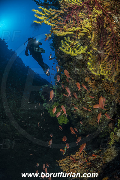 Island Susac, Croatia, Adriatic sea, Mediterranean sea, Paramuricea clavata, Paramuricea, Plexauridae, Mediterranean gorgonian, Sea fan, Coral, Cnidaria, Cnidarian, Anthias anthias, Anthias, Serranidae, Swallowtail seaperch, Seaperch, Fish, Fish school, Reef, Canyon, Diver