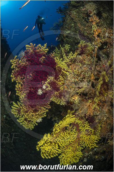 Island Susac, Croatia, Adriatic sea, Mediterranean sea, Paramuricea clavata, Paramuricea, Plexauridae, Mediterranean gorgonian, Sea fan, Coral, Cnidaria, Cnidarian, Reef, Canyon, Diver