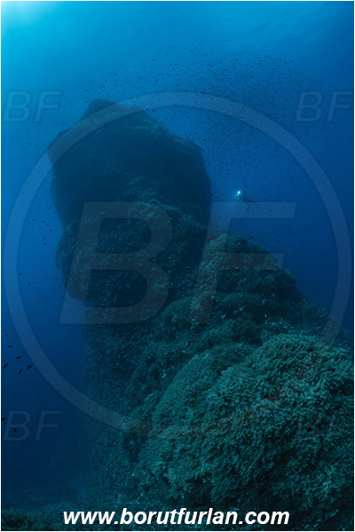 Island Susac, Croatia, Adriatic sea, Mediterranean sea, Reef, Pillar, Diver, Fish school