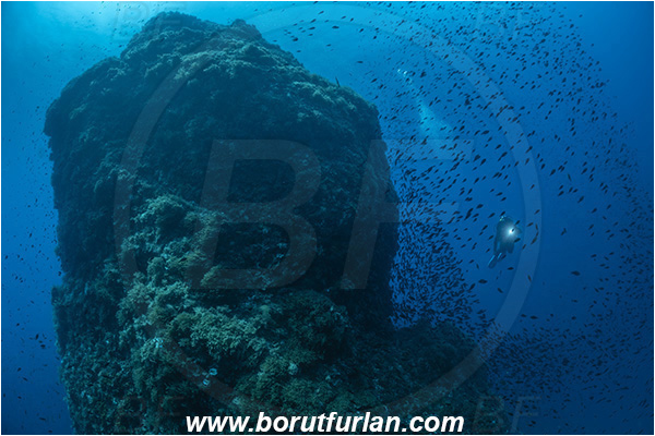 Island Susac, Croatia, Adriatic sea, Mediterranean sea, Reef, Rock, Diver, Fish school