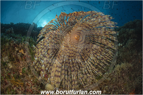 Island Susac, Croatia, Adriatic sea, Mediterranean sea, Worm, Sabella spallanzanii, Sabella, Sabellidae, Mediterranean fanworm, Polychaeta, Reef