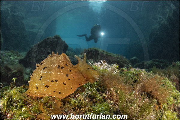 Island Susac, Croatia, Adriatic sea, Mediterranean sea, Reef, Notarchus punctatus, Notarchus, Aplysiidae, Sea hare, Nudibranch, Sea slug, Gastropoda, Mollusca, Sea lake, Diver