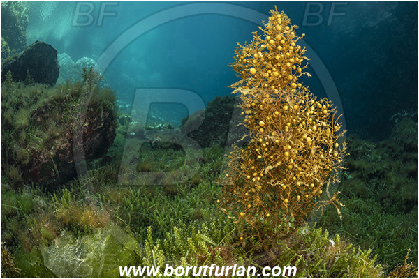 Island Susac, Croatia, Adriatic sea, Mediterranean sea, Reef, Sea lake, Sargassum hornschuchii, Sargassum, Sargassaceae, Wire weed, Strangle weed, Algae