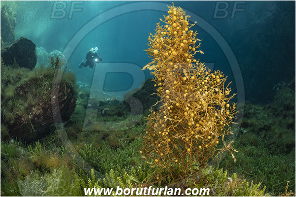 Island Susac, Croatia, Adriatic sea, Mediterranean sea, Reef, Sea lake, Sargassum hornschuchii, Sargassum, Sargassaceae, Wire weed, Strangle weed, Algae, Diver