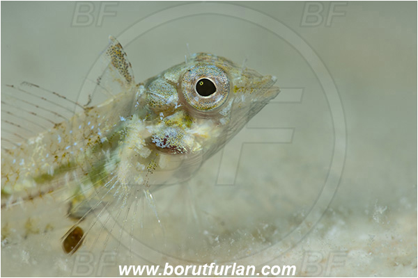 Island Susac, Croatia, Adriatic sea, Mediterranean sea, Tripterygion tripteronotum, Tripterygion, Tripterygiidae, Red-black triplefin, Triplefin, Fish, Female, Portrait