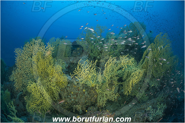 Island Lastovo, Croatia, Adriatic sea, Mediterranean sea, Savalia savaglia, Savalia, Parazoanthidae, Mediterranean Gold Coral, False Mediterranean Black Coral, Sea fan, Coral, Cnidaria, Cnidarian, Fish school, Reef