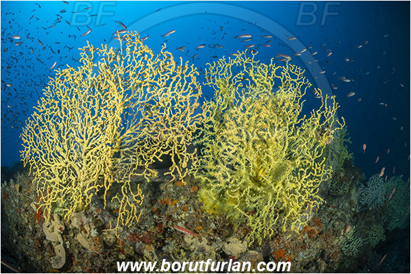 Island Lastovo, Croatia, Adriatic sea, Mediterranean sea, Savalia savaglia, Savalia, Parazoanthidae, Mediterranean Gold Coral, False Mediterranean Black Coral, Sea fan, Coral, Cnidaria, Cnidarian, Fish school, Reef