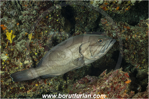 Island Lastovo, Croatia, Adriatic sea, Mediterranean sea, Epinephelus caninus, Epinephelus, Serranidae, Dogtooth grouper, Grouper, Fish