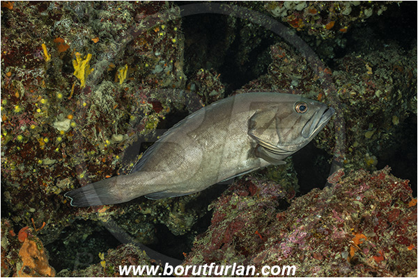 Island Lastovo, Croatia, Adriatic sea, Mediterranean sea, Epinephelus caninus, Epinephelus, Serranidae, Dogtooth grouper, Grouper, Fish