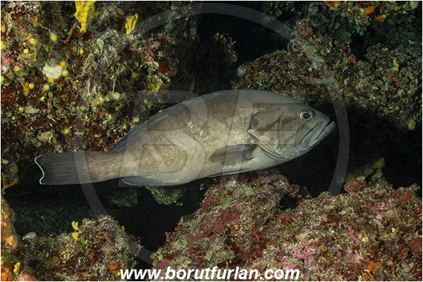 Island Lastovo, Croatia, Adriatic sea, Mediterranean sea, Epinephelus caninus, Epinephelus, Serranidae, Dogtooth grouper, Grouper, Fish