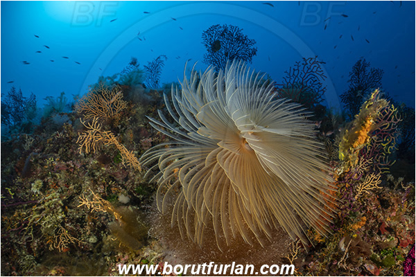 Island Susac, Croatia, Adriatic sea, Mediterranean sea, Worm, Sabella spallanzanii, Sabella, Sabellidae, Mediterranean fanworm, Polychaeta, Reef