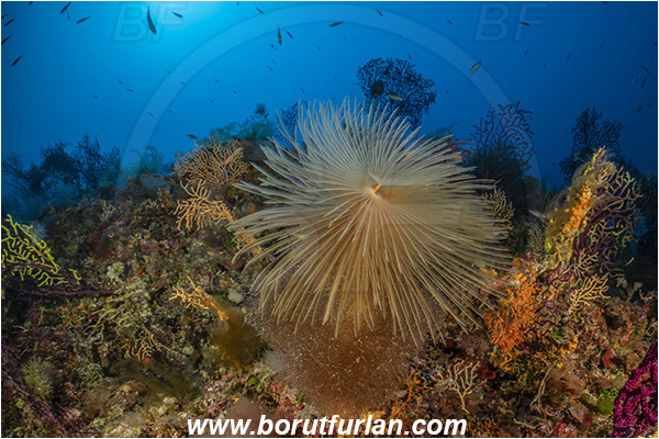 Island Susac, Croatia, Adriatic sea, Mediterranean sea, Worm, Sabella spallanzanii, Sabella, Sabellidae, Mediterranean fanworm, Polychaeta, Reef
