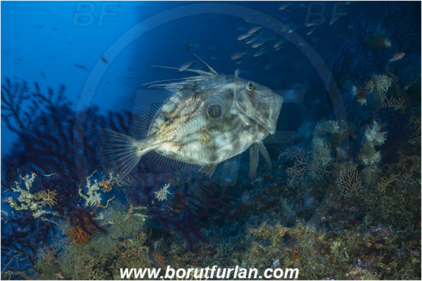 Island Susac, Croatia, Adriatic sea, Mediterranean sea, Zeus faber, Zeus, Zeidae, John Dory, St Pierre, Peter