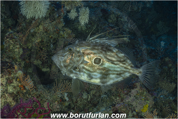 Island Susac, Croatia, Adriatic sea, Mediterranean sea, Zeus faber, Zeus, Zeidae, John Dory, St Pierre, Peter