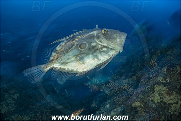 Island Susac, Croatia, Adriatic sea, Mediterranean sea, Zeus faber, Zeus, Zeidae, John Dory, St Pierre, Peter