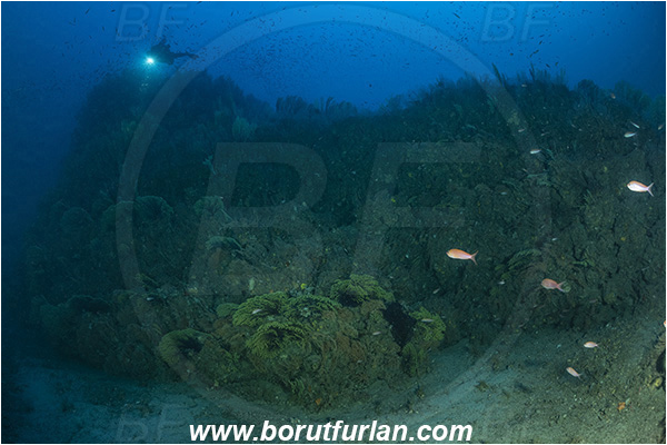 Island Susac, Croatia, Adriatic sea, Mediterranean sea, Paramuricea clavata, Paramuricea, Plexauridae, Mediterranean gorgonian, Sea fan, Coral, Cnidaria, Cnidarian, Reef, Deep reef, Diver